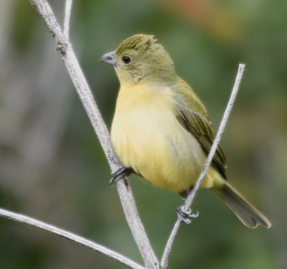 Painted Bunting - ML619167802