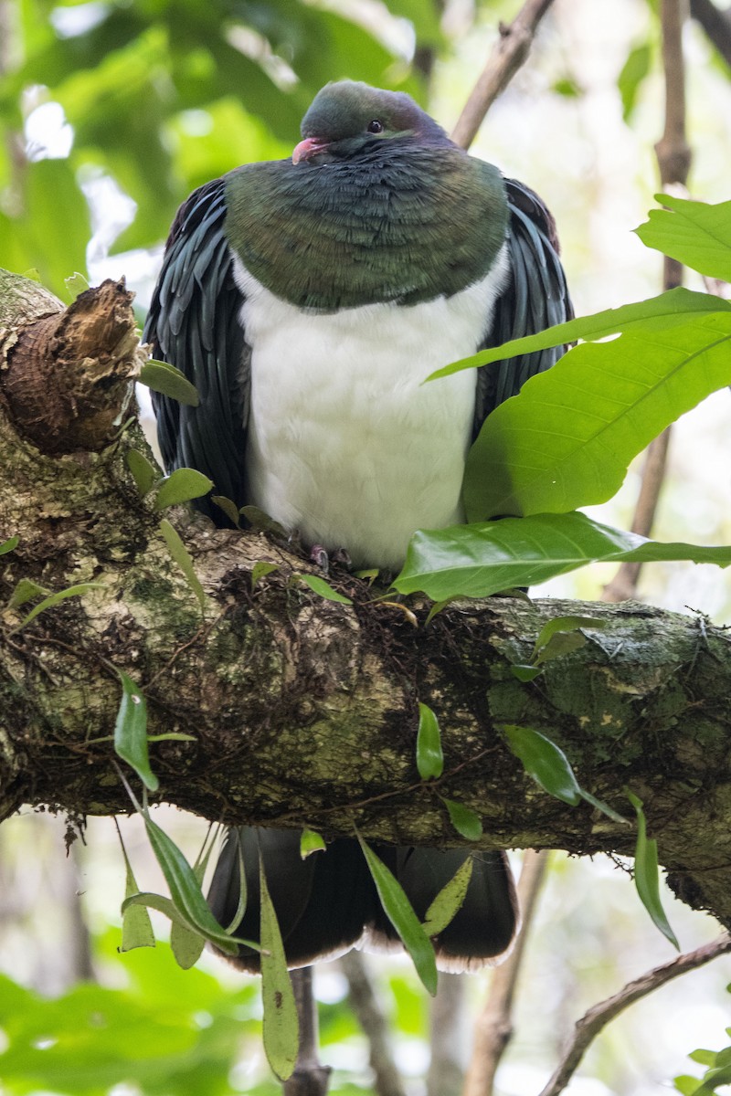 holub maorský - ML619167825