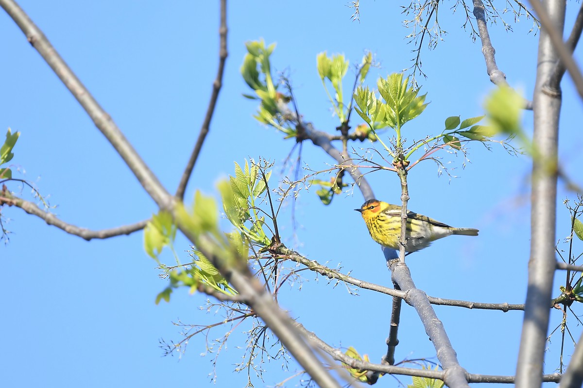 Cape May Warbler - ML619167832