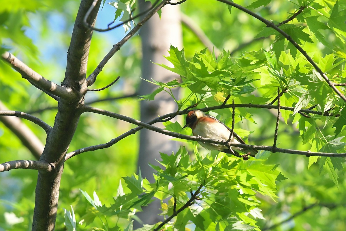 Bay-breasted Warbler - ML619167835
