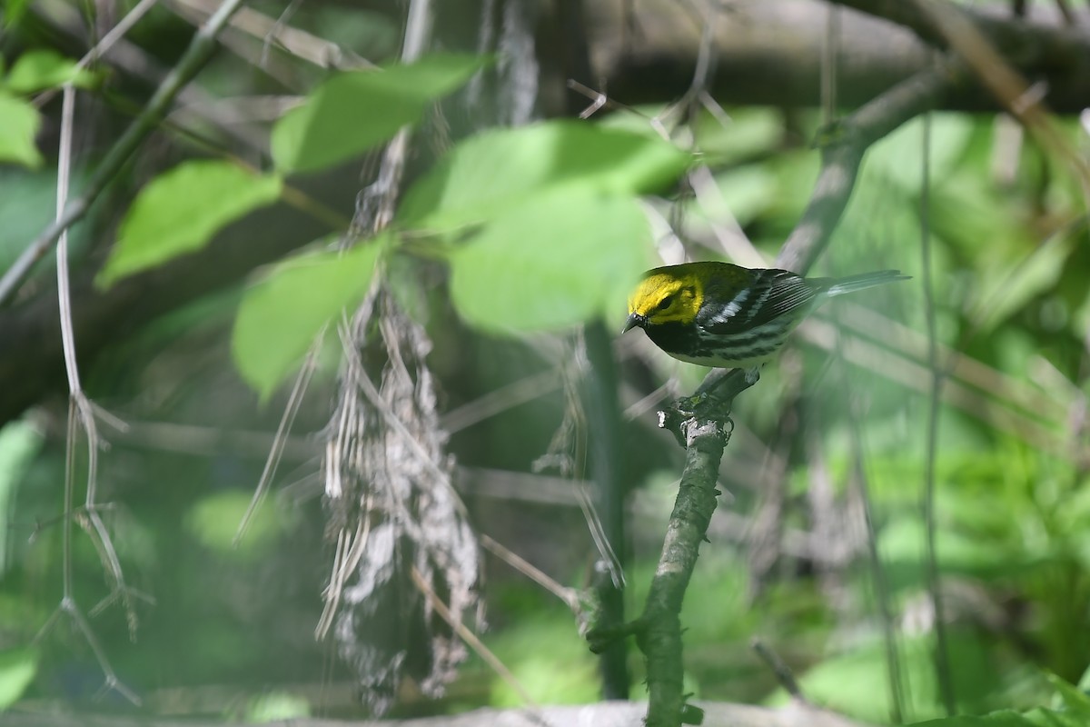 Black-throated Green Warbler - ML619167855