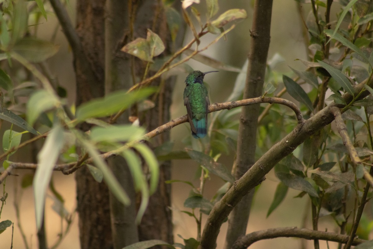kolibřík zelený - ML619167864