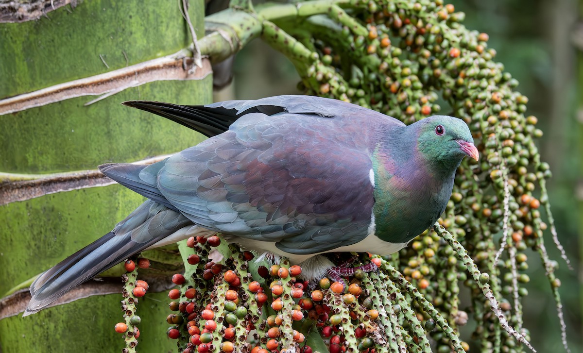 New Zealand Pigeon - ML619167877