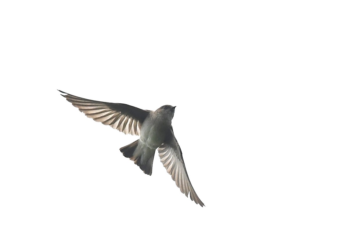 Hirondelle à ailes hérissées - ML619167886