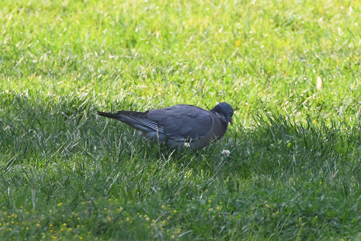 Pigeon ramier (groupe palumbus) - ML619167940