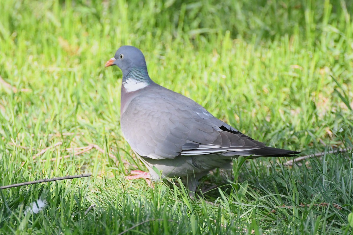 Pigeon ramier (groupe palumbus) - ML619167942