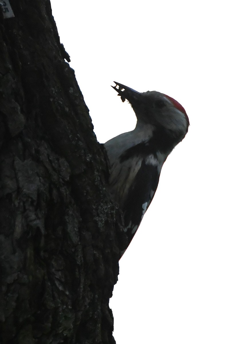 Great Spotted Woodpecker (Great Spotted) - ML619167945