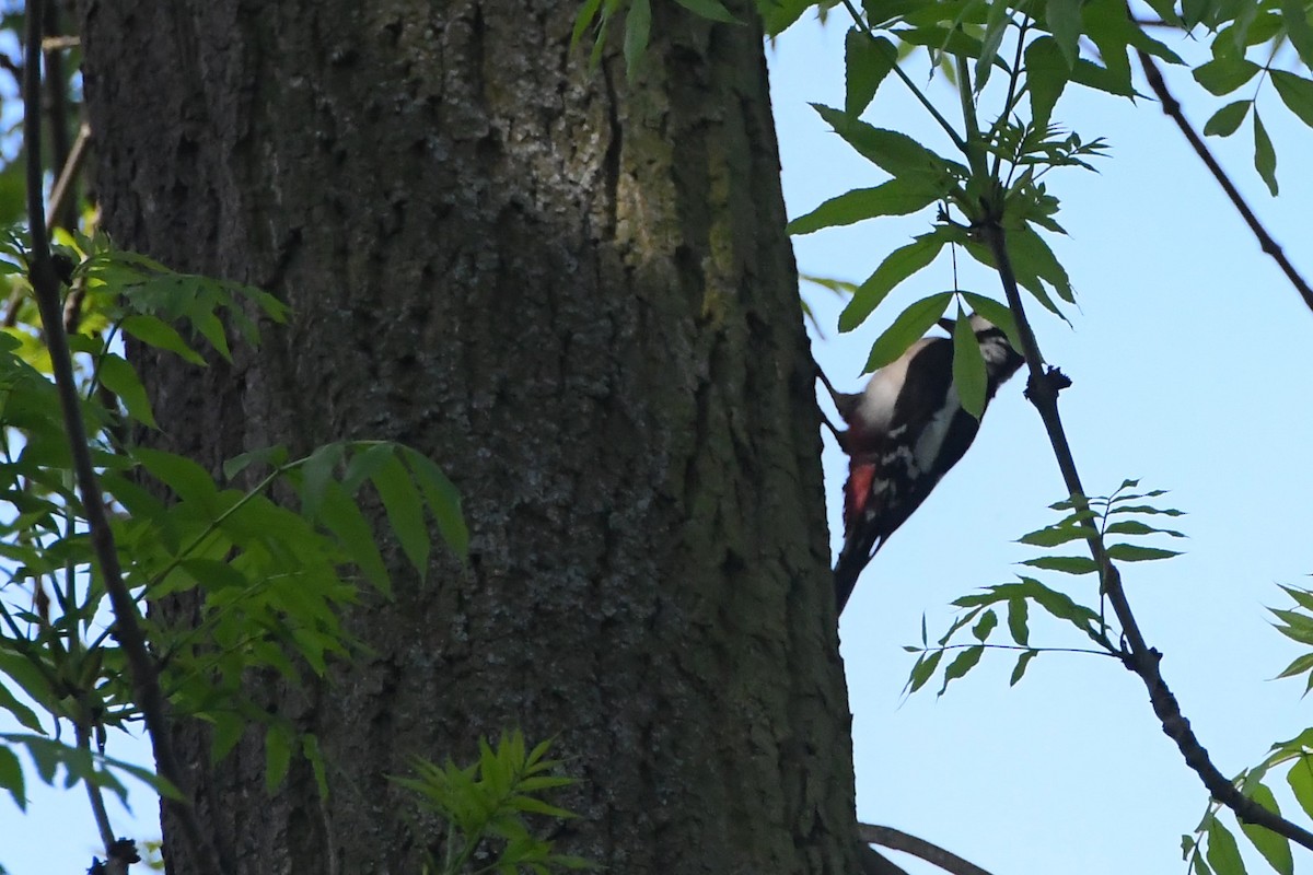 Great Spotted Woodpecker (Great Spotted) - ML619167960
