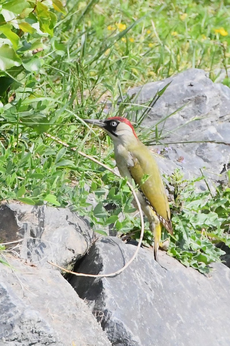 Eurasian Green Woodpecker - ML619167963