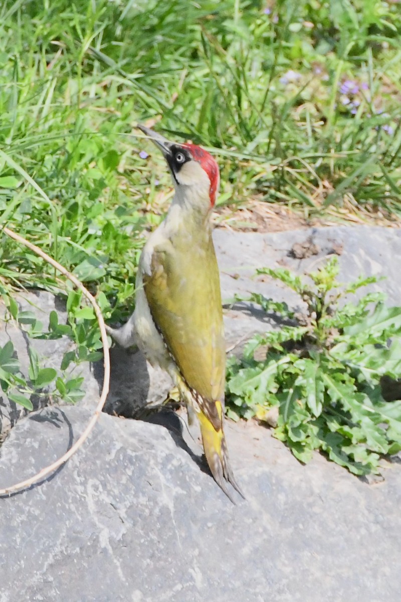 Eurasian Green Woodpecker - ML619167966