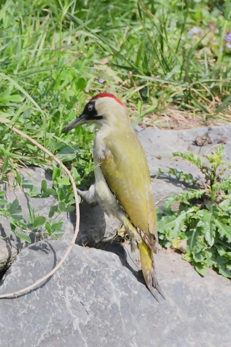 Eurasian Green Woodpecker - ML619167967