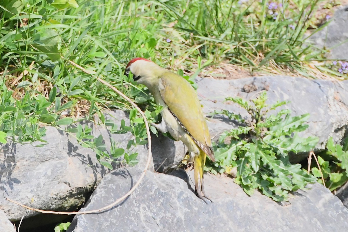 Eurasian Green Woodpecker - ML619167969
