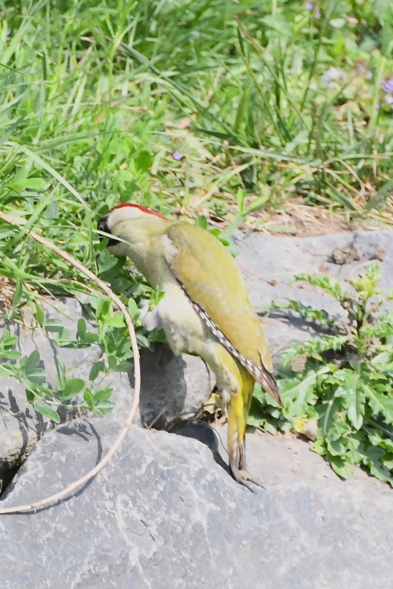 Eurasian Green Woodpecker - ML619167970