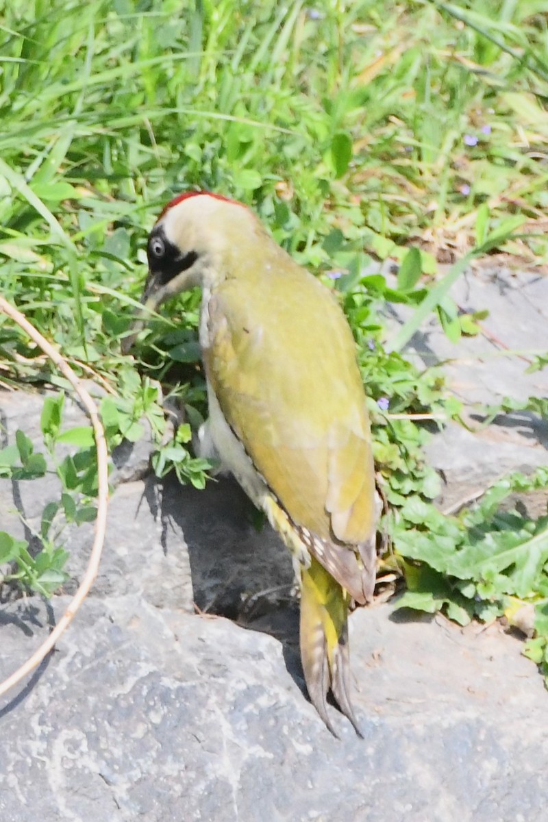 Eurasian Green Woodpecker - ML619167972