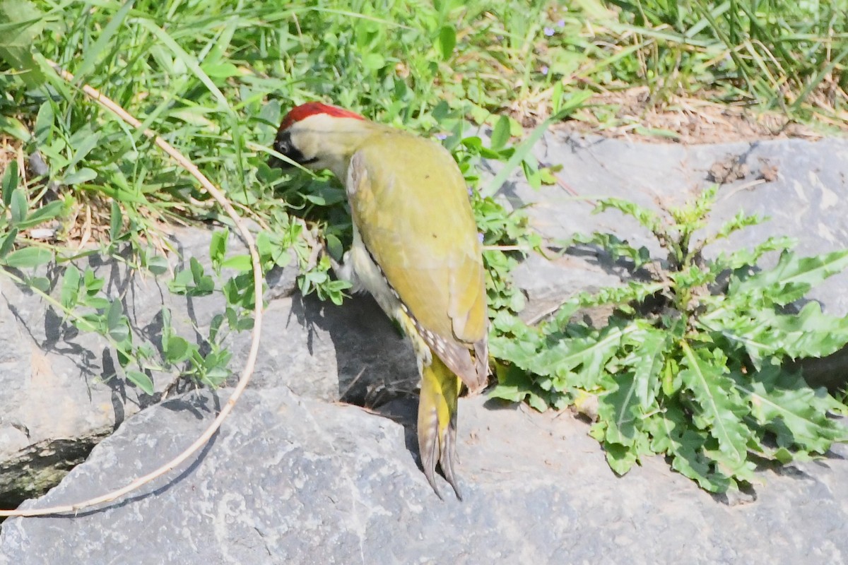 Eurasian Green Woodpecker - ML619167974