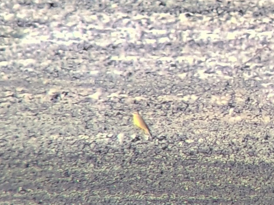 Eastern Yellow Wagtail - ML619168098