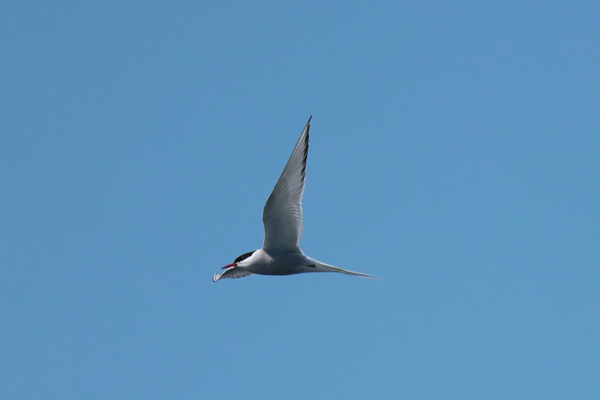 Arctic Tern - ML619168116