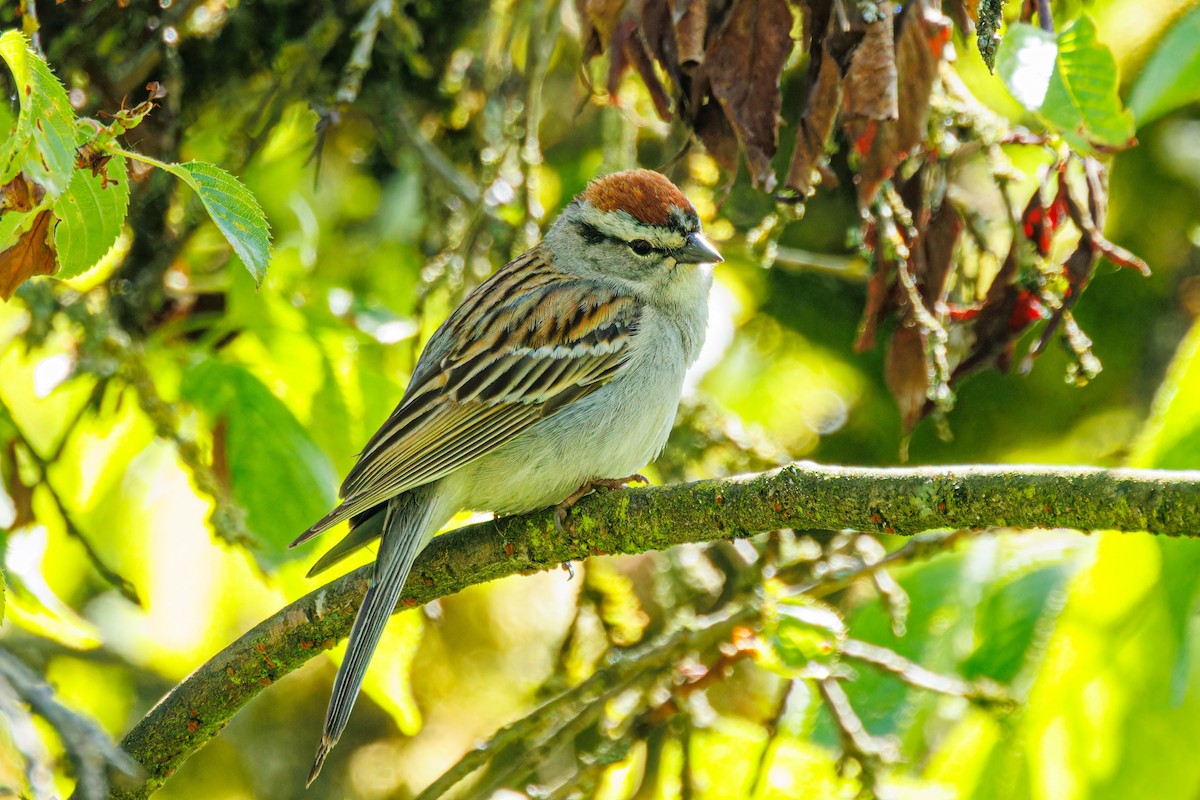 Chipping Sparrow - ML619168141