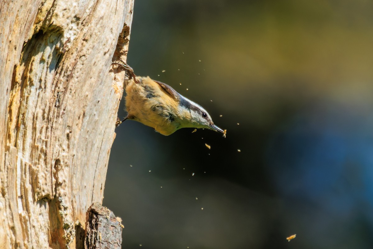 Red-breasted Nuthatch - ML619168146