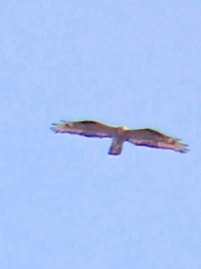 European Honey-buzzard - ML619168204