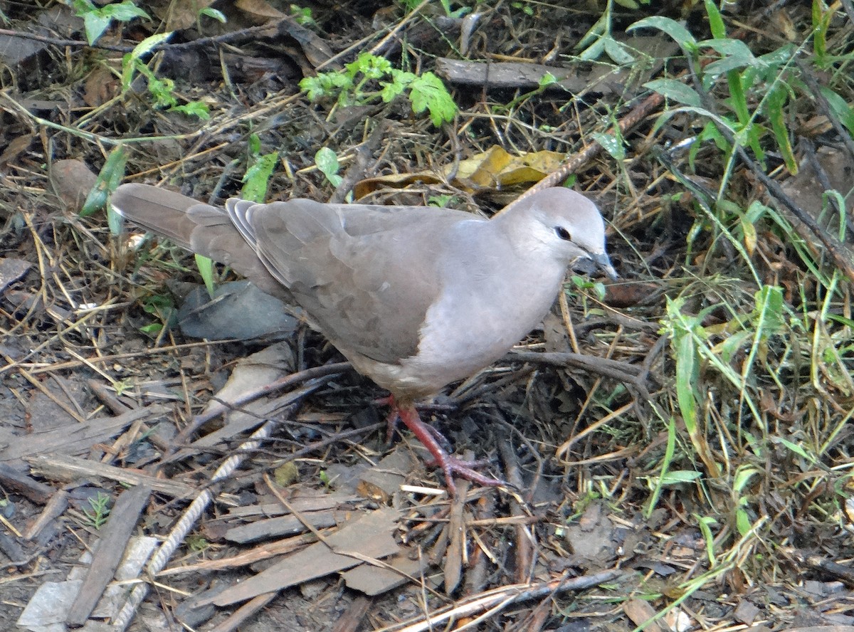 Large-tailed Dove - kas dumroese