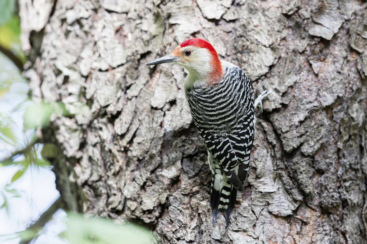 Red-bellied Woodpecker - ML619168239