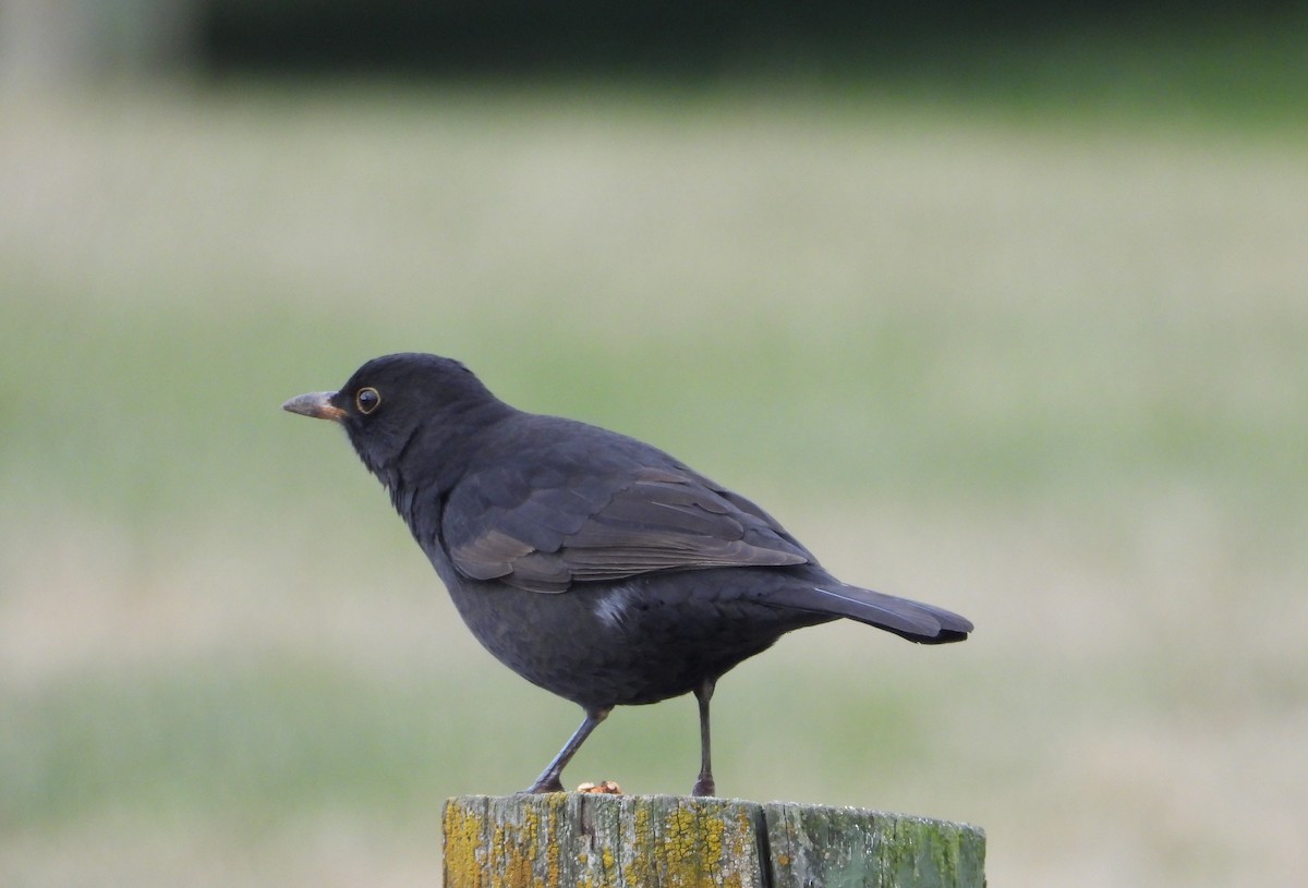 Eurasian Blackbird - ML619168285