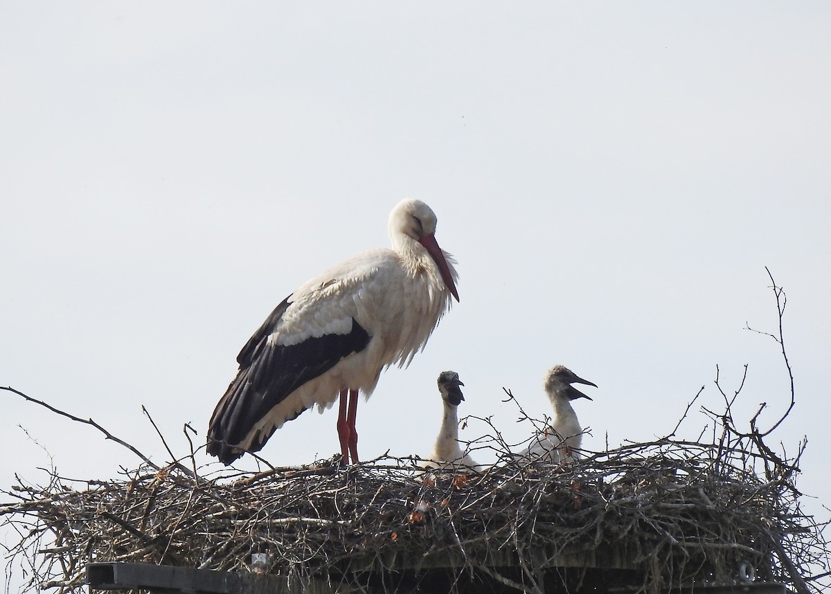 White Stork - ML619168290