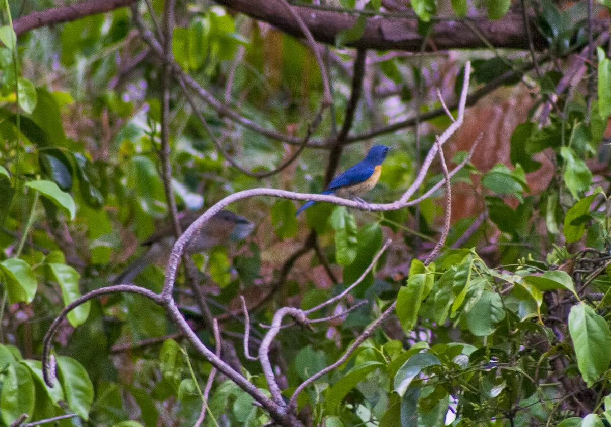 Mangrove Blue Flycatcher - ML619168298