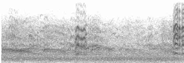 Kara Gagalı Sumru (sandvicensis) - ML619168373