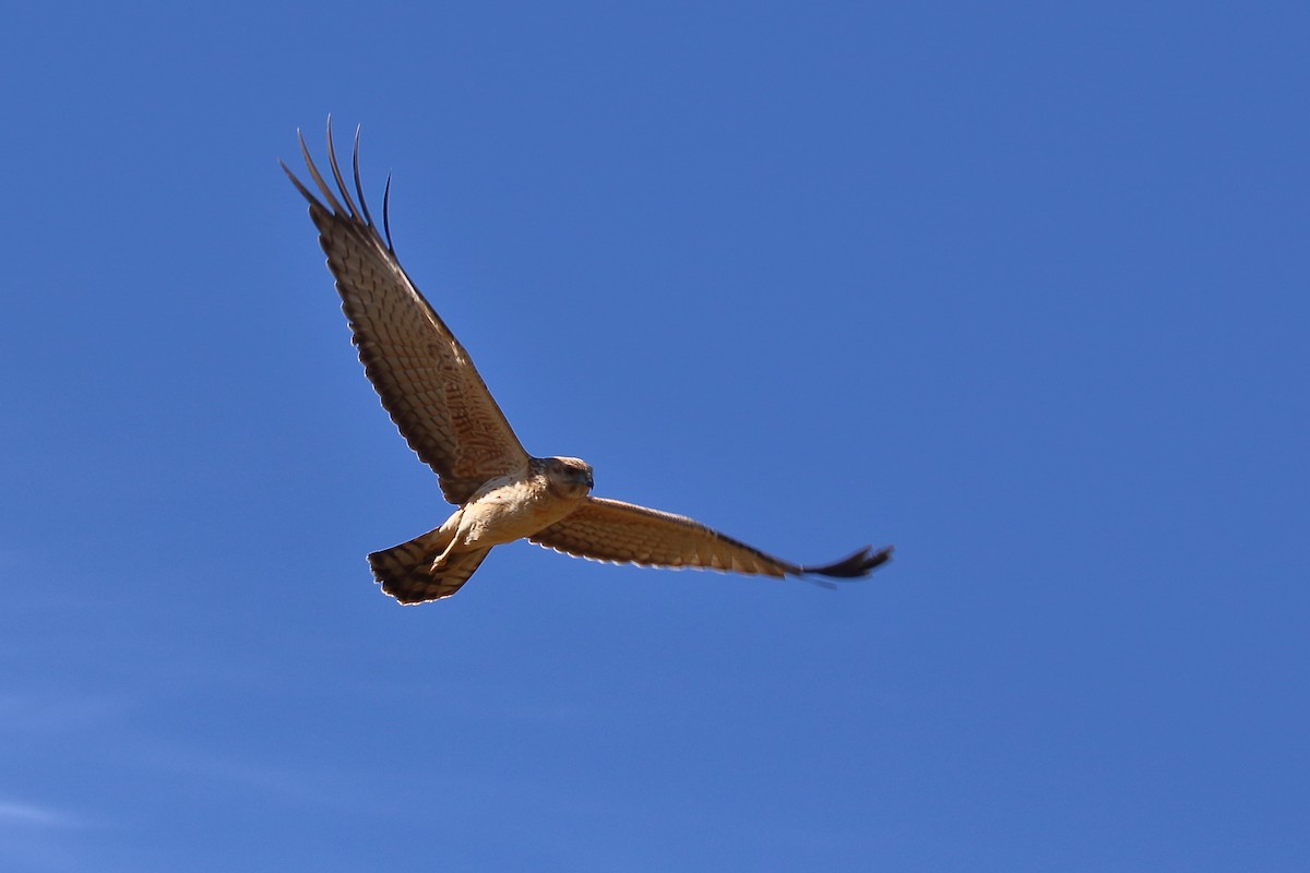 Spotted Harrier - ML619168400
