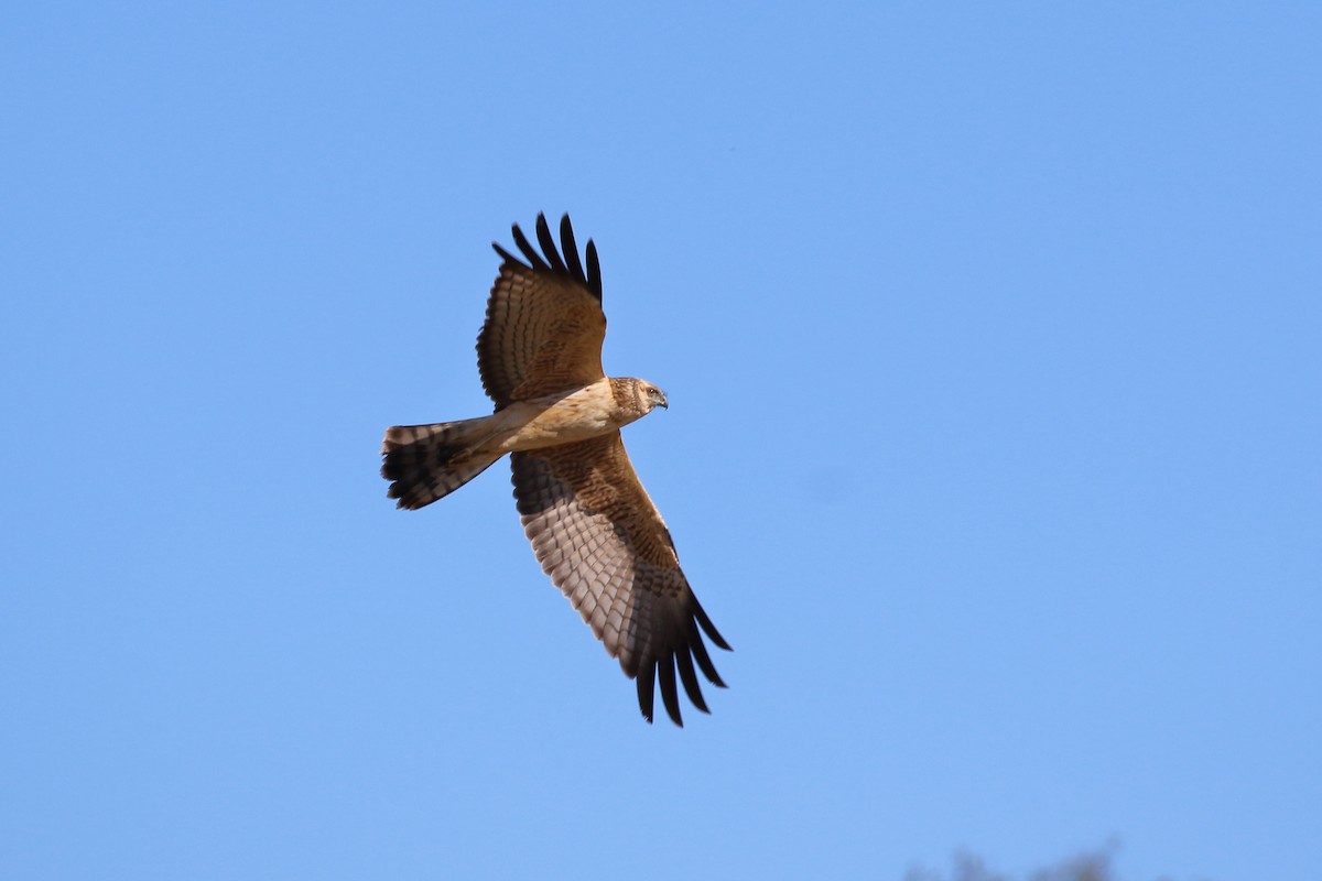 Spotted Harrier - ML619168401