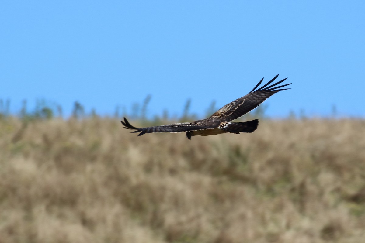 Spotted Harrier - ML619168402