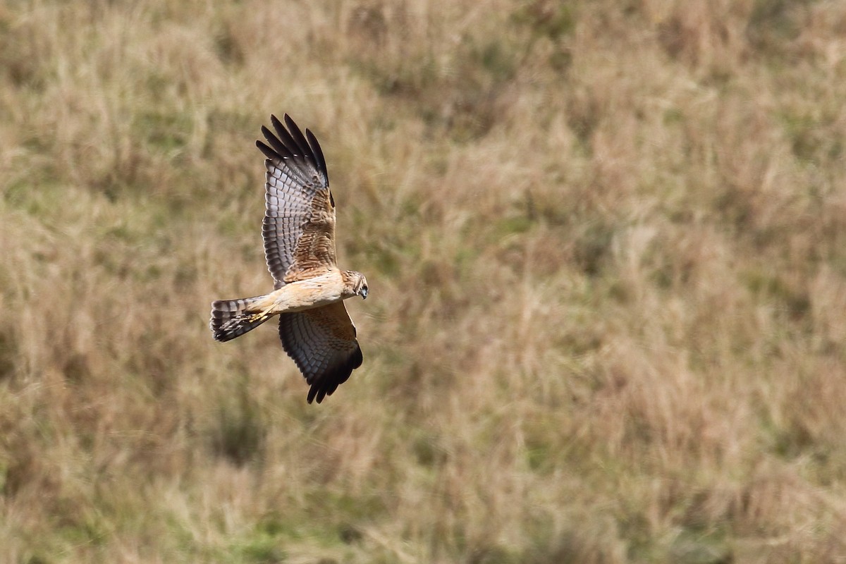 Spotted Harrier - ML619168403