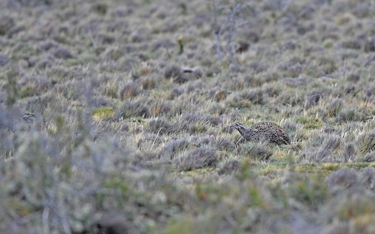 Tinamou de Patagonie - ML619168407