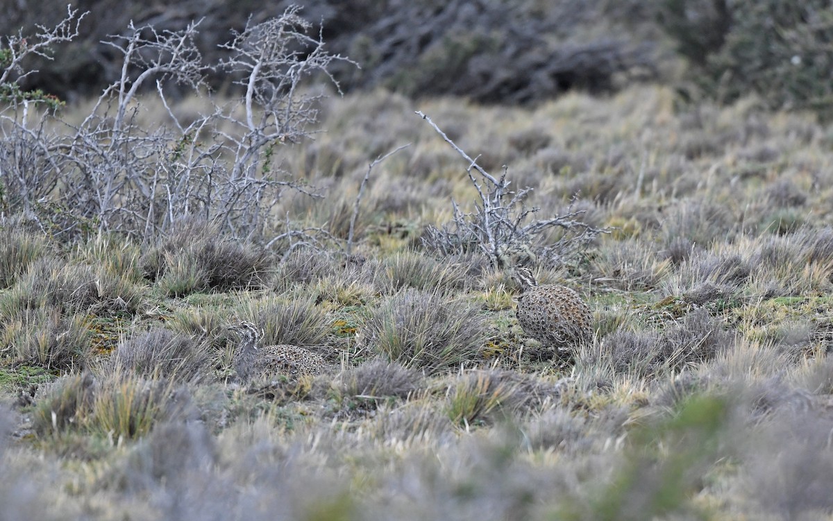 Tinamou de Patagonie - ML619168411