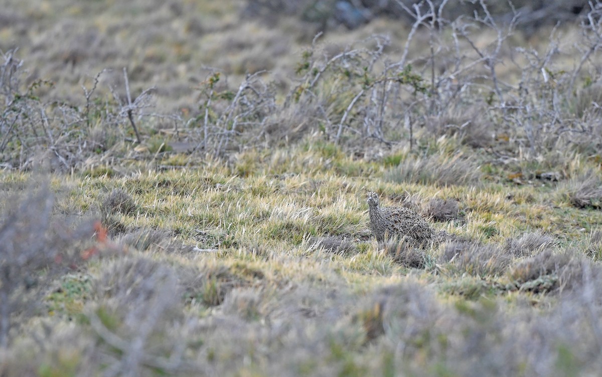 Tinamou de Patagonie - ML619168412