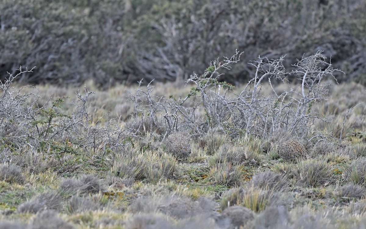 Tinamou de Patagonie - ML619168415