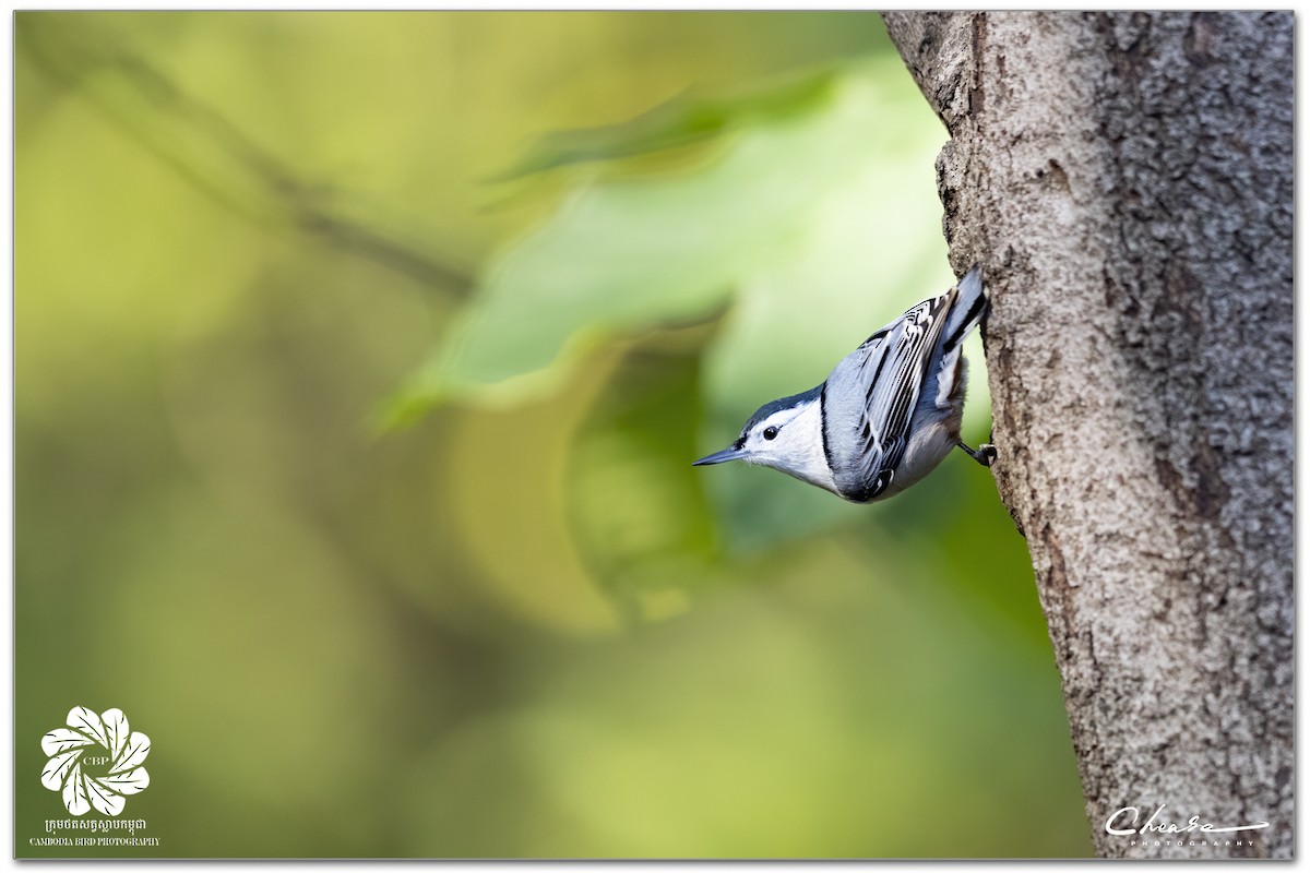 White-breasted Nuthatch - ML619168423