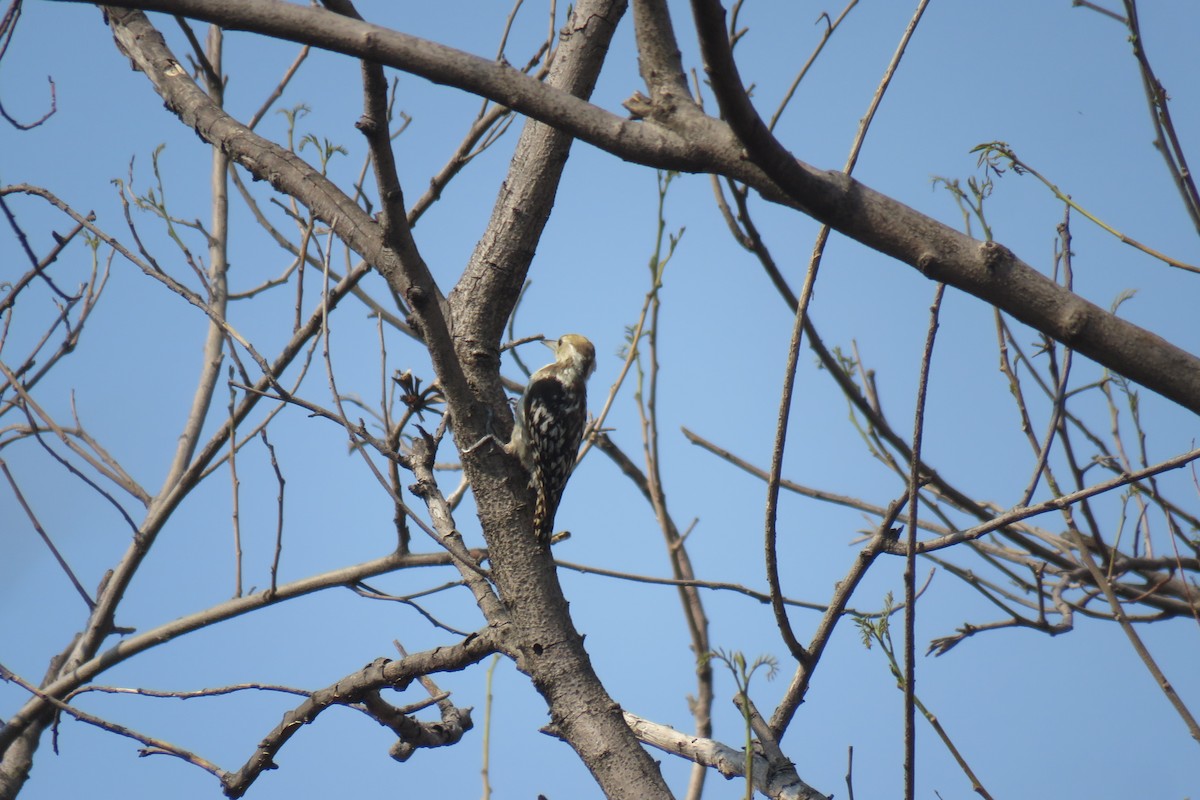 Yellow-crowned Woodpecker - ML619168475