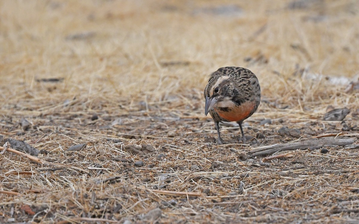 Long-tailed Meadowlark - ML619168615