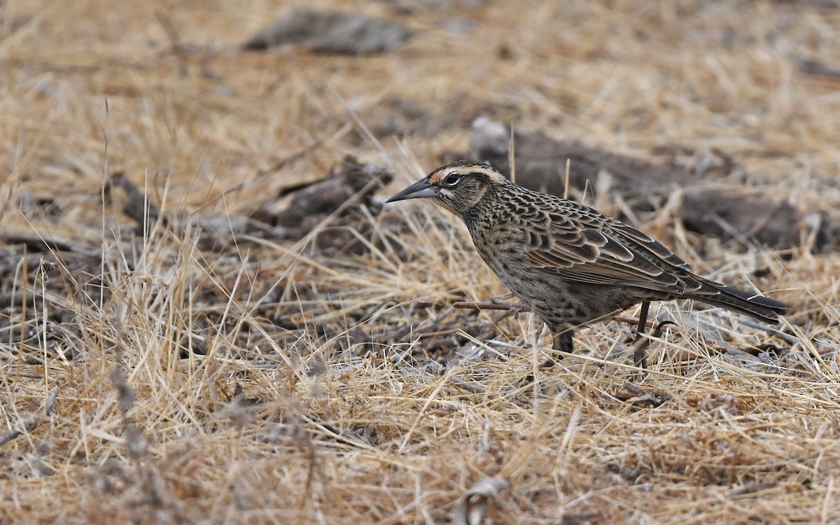 Long-tailed Meadowlark - ML619168617
