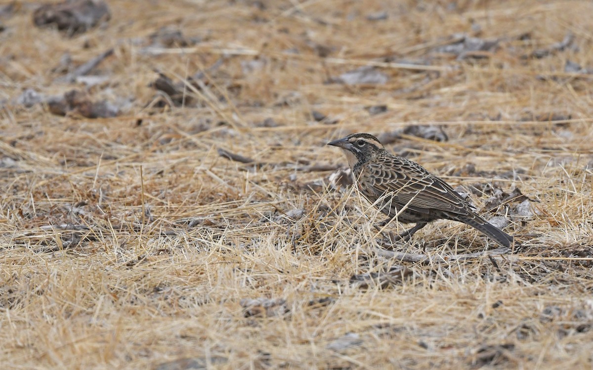 Long-tailed Meadowlark - ML619168618