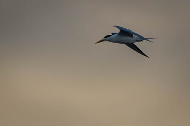 Great Crested Tern - ML619168657