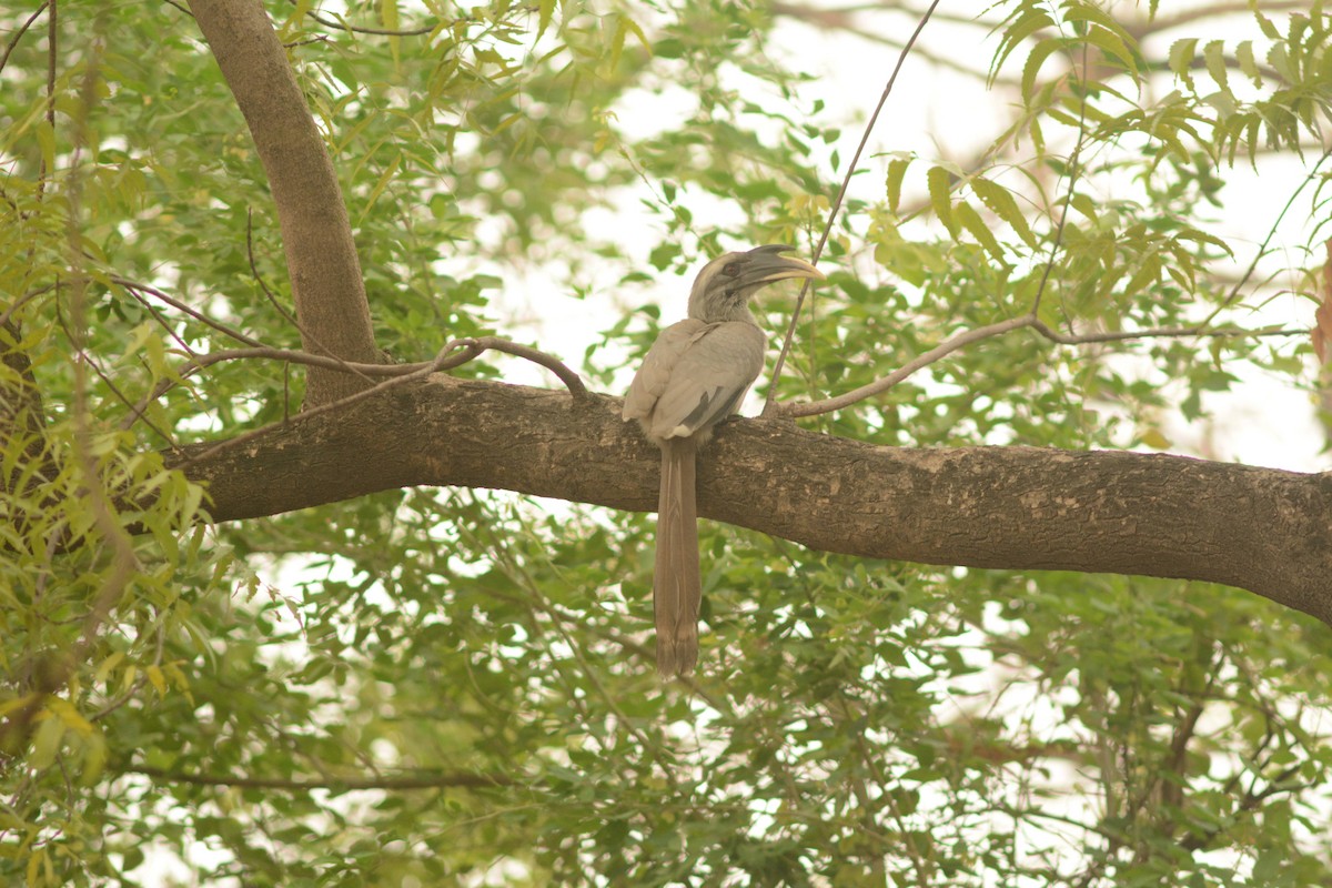 Indian Gray Hornbill - ML619168664