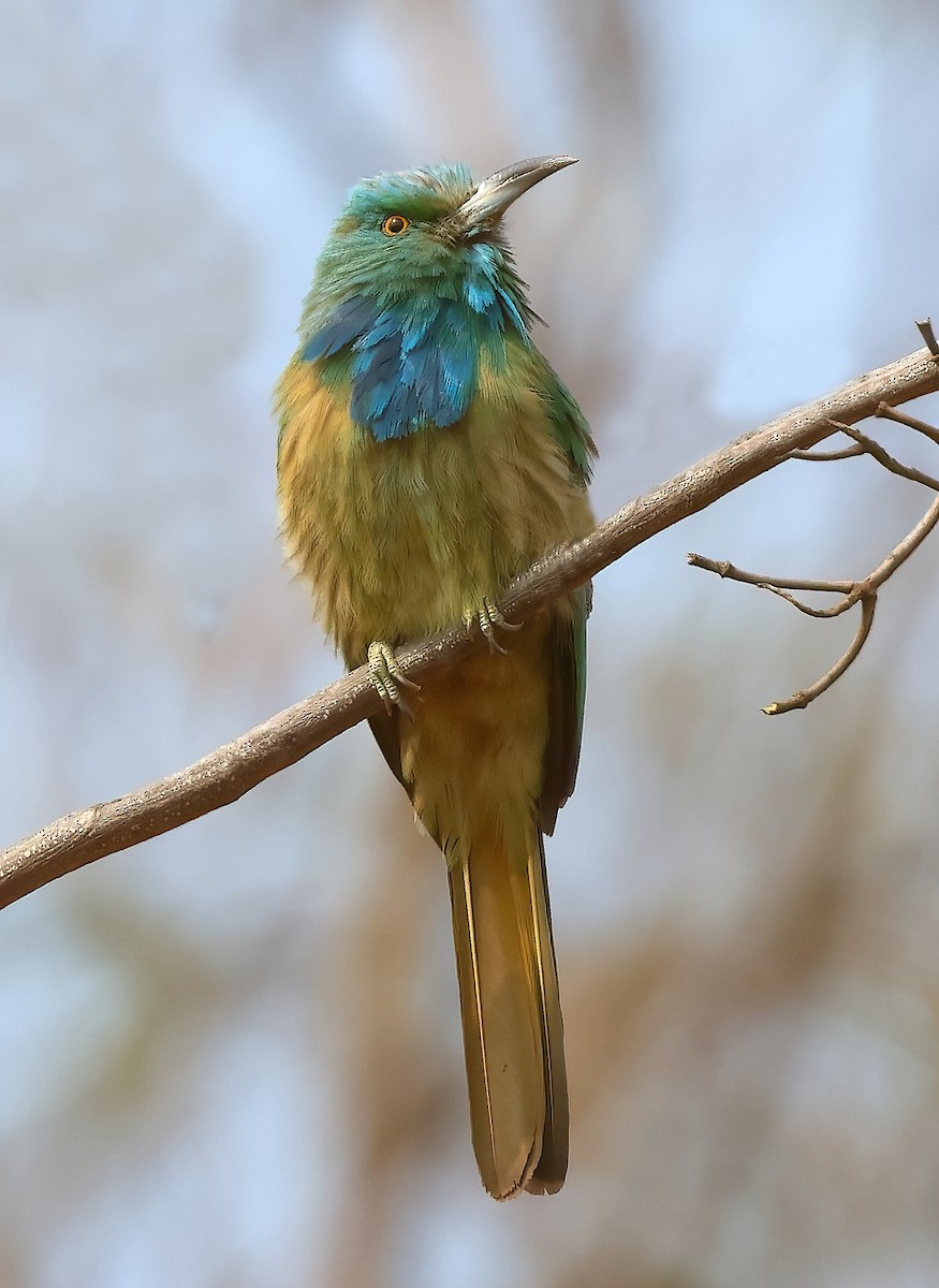Blue-bearded Bee-eater - ML619168701