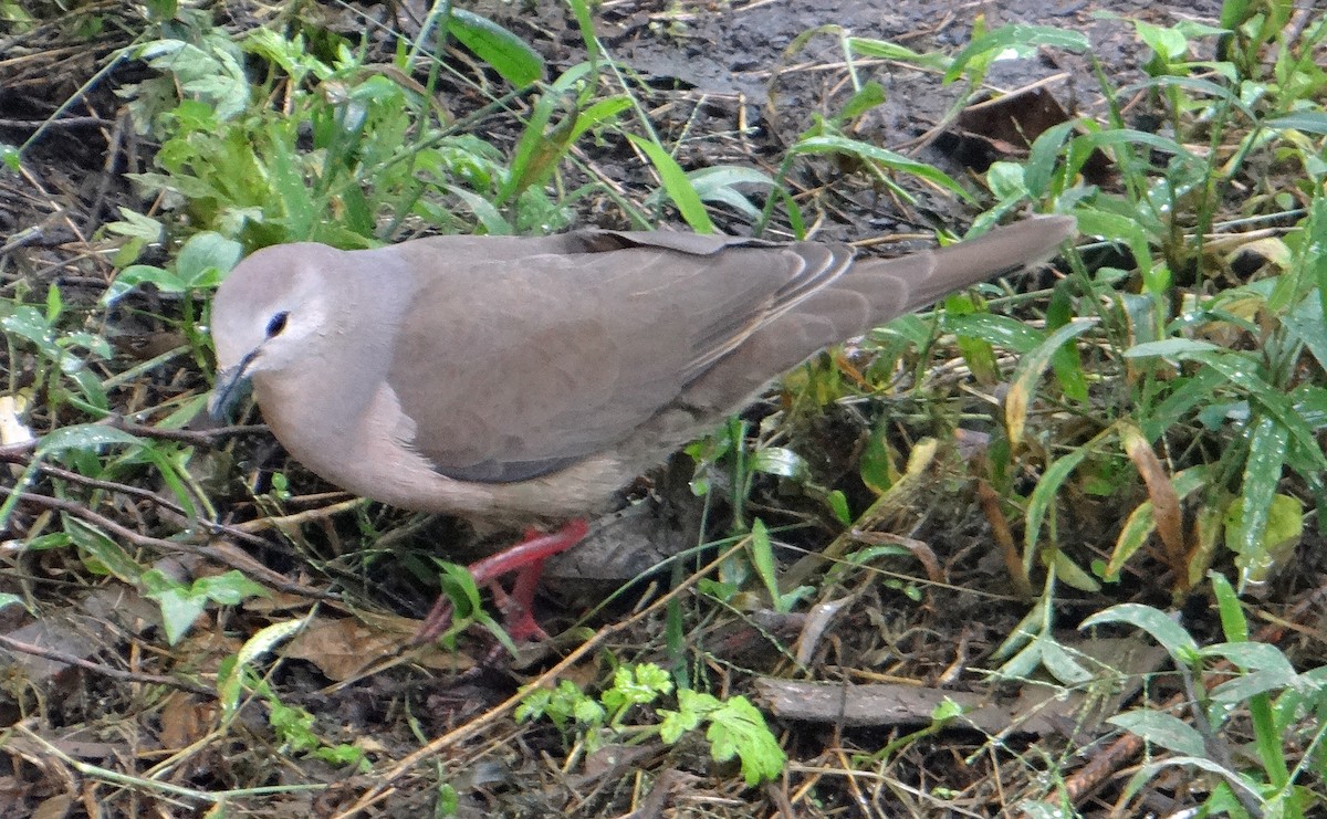 Large-tailed Dove - kas dumroese