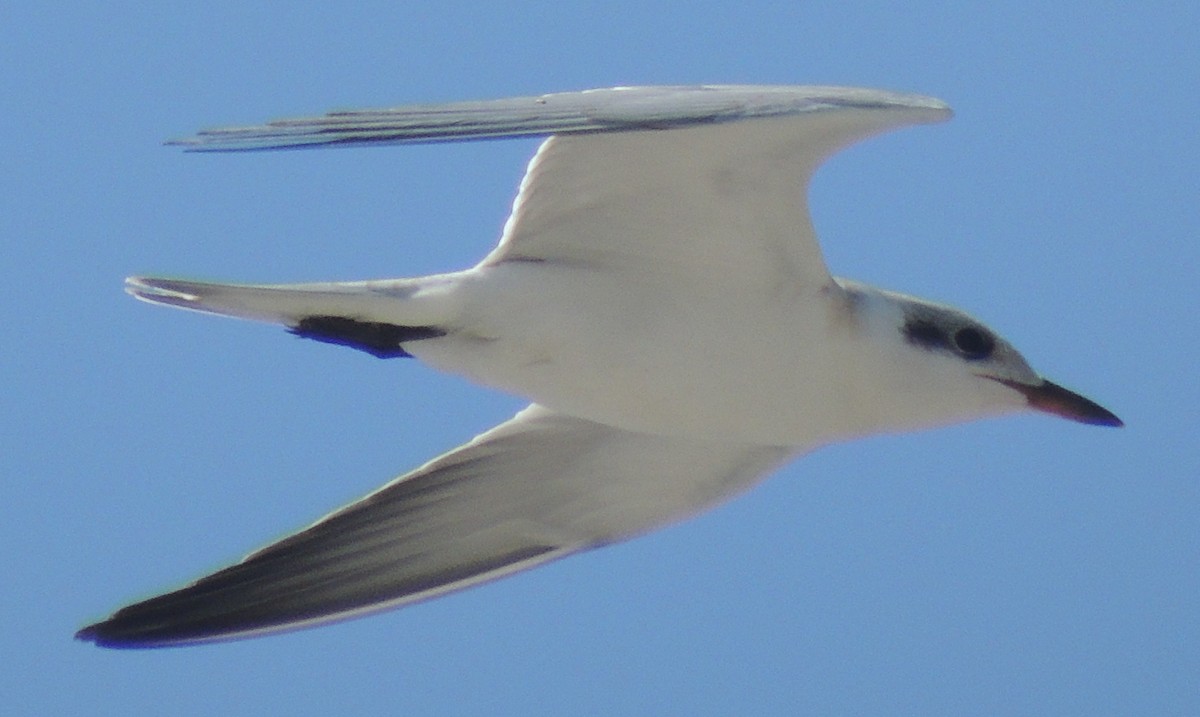 Gull-billed Tern - ML619168718
