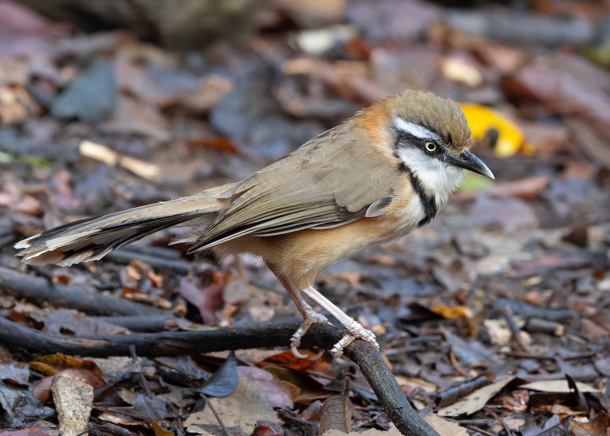 Lesser Necklaced Laughingthrush - ML619168785