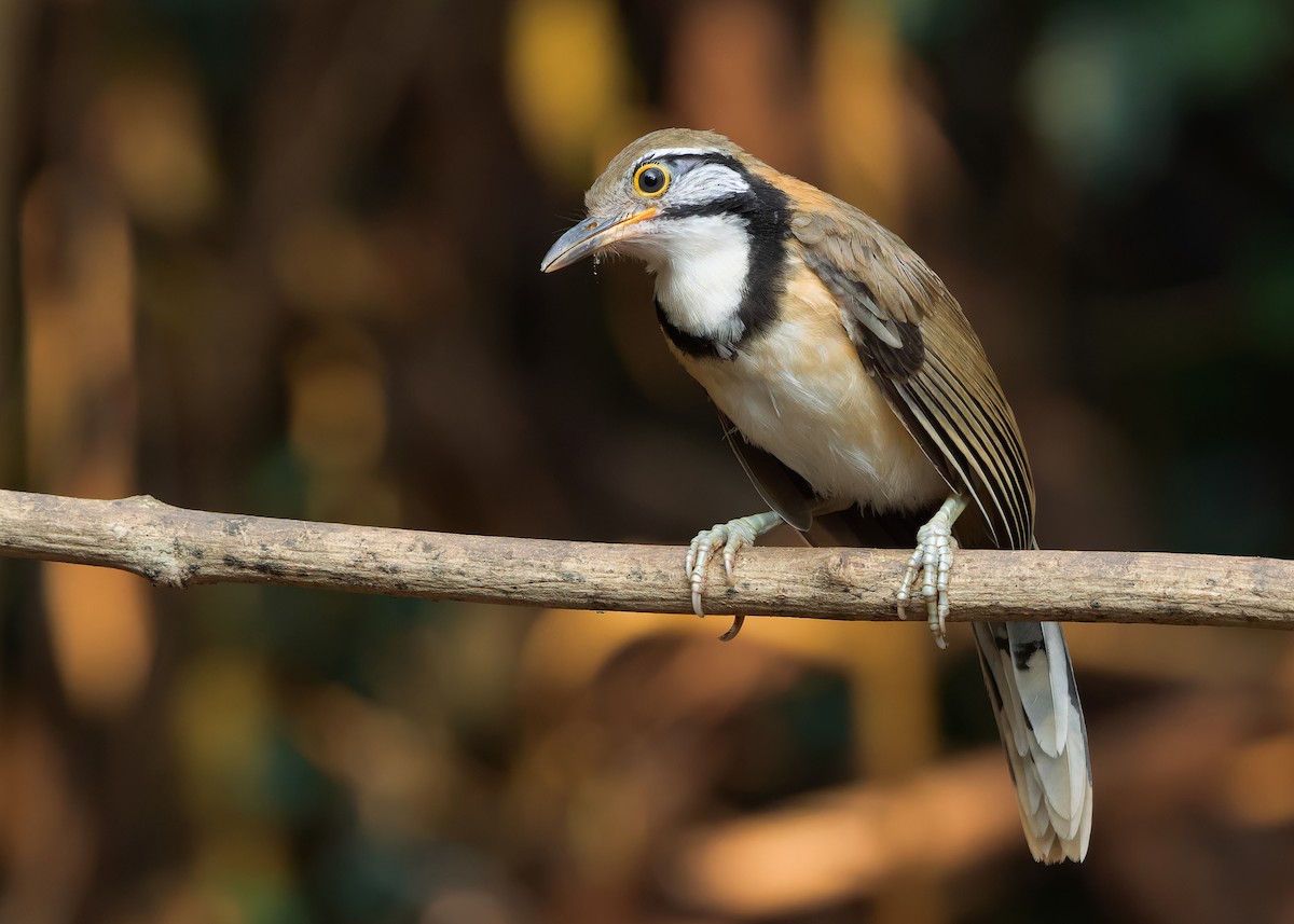 Greater Necklaced Laughingthrush - ML619168802